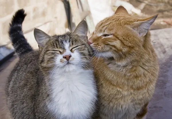Cohabitation entre chats Cohabitation entre chats