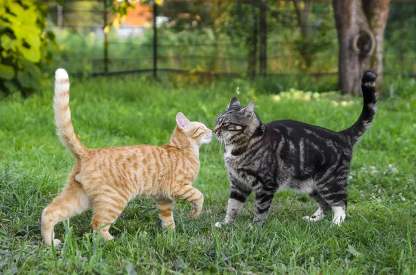 Cohabitation entre chats Cohabitation entre chats