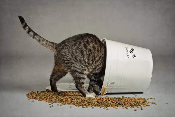 Croquettes pour les chats Alimentation industrielle