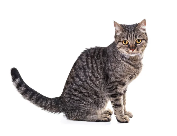 Chat de race européen Chat de race européen