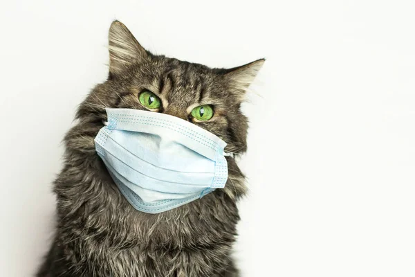 Grippe aviaire chez le chat