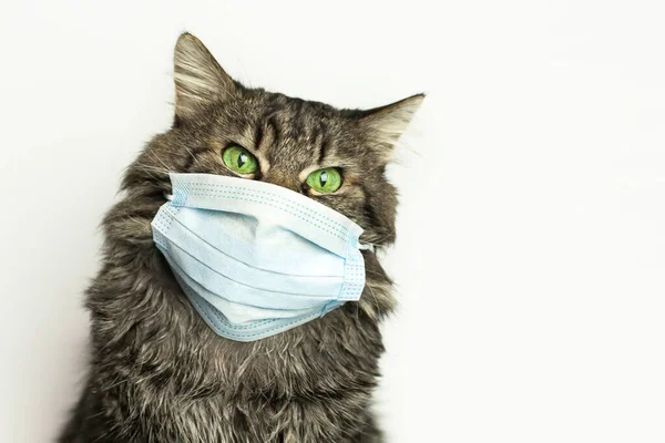 Grippe aviaire chez le chat Grippe aviaire