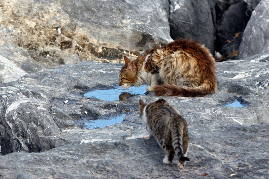 Chat haret Chat haret