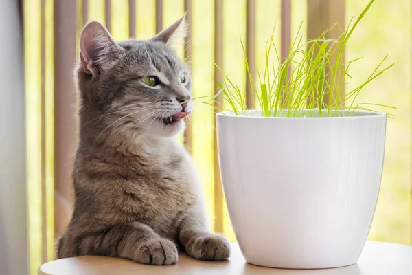 Herbe à chat Herbe à chat
