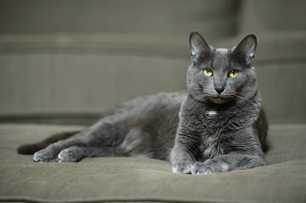Korat Korat