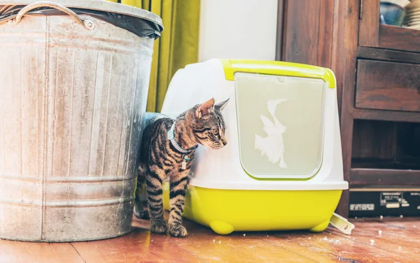 Mon chat urine en dehors de la litière Mon chat urine en dehors de la litière