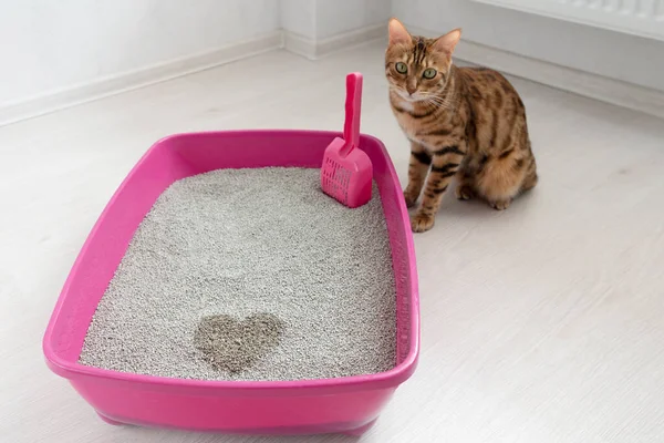 Mon chat urine en dehors de sa litière Mon chat urine en dehors de sa litière