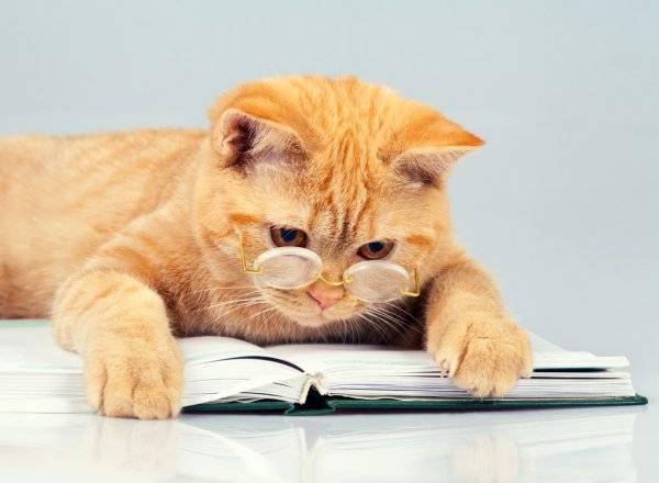 Le chat dans la littérature