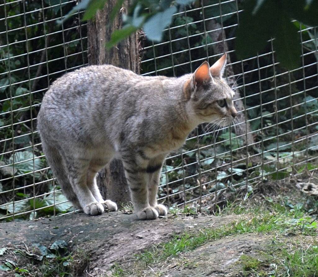 Felis silvestris lybica Felis silvestris lybica