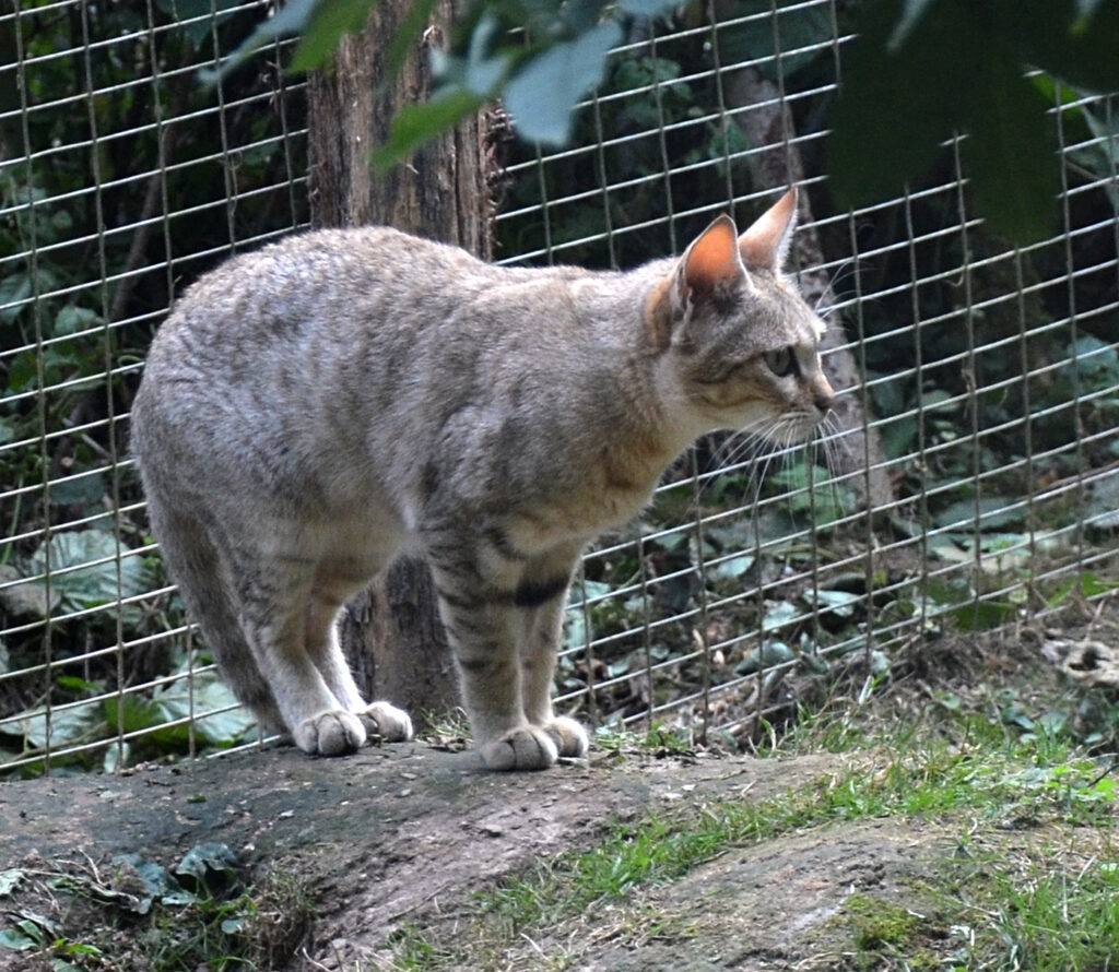 Felis silvestris lybica