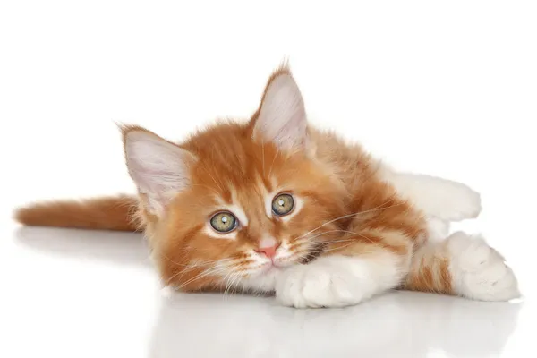 Maine coon Maine coon