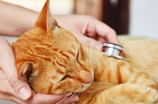 Chat malade Hypertrophie cardiomyopathique féline