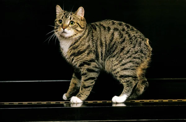 Manx Manx