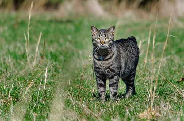 Manx Manx
