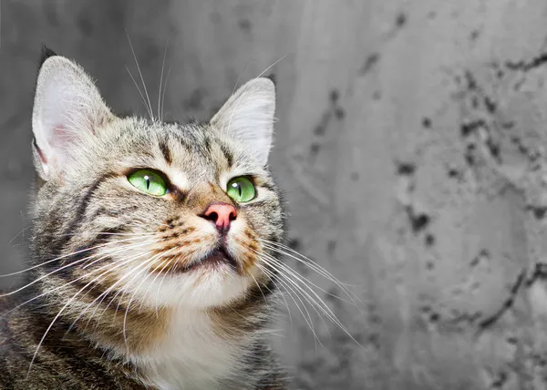 Moustaches de chat Anatomie du chat