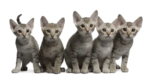 Ocicat Ocicat