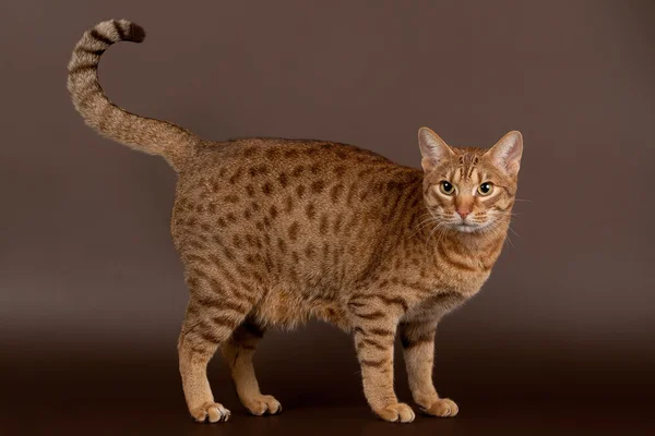 Ocicat Ocicat