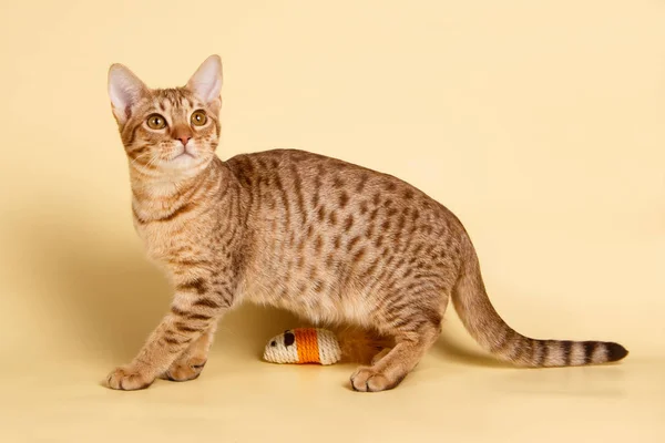 Ocicat