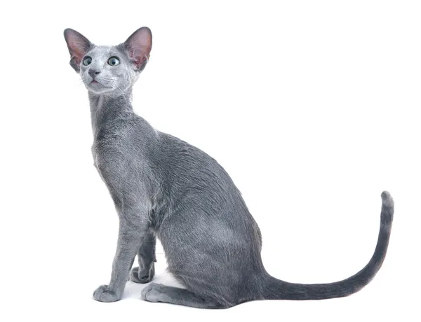Oriental shorthair Oriental shorthair