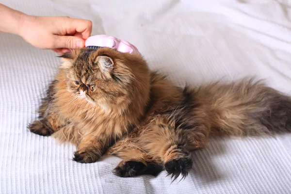 Pelage du chat Anatomie du chat