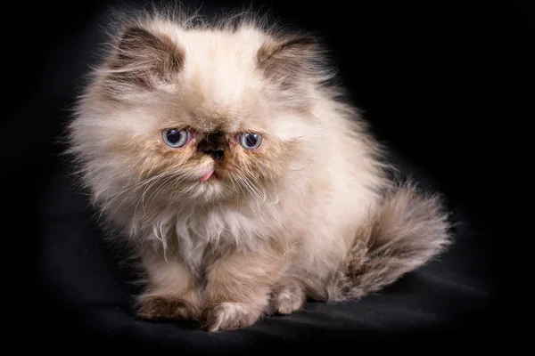 Persan himalayen Persan himalayen