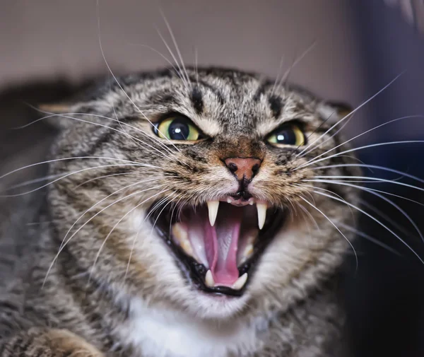 Rage féline Rage féline