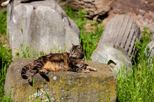 Le chat dans la Rome antique Le chat dans la Rome antique