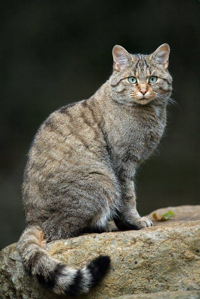Felis silvestris silvestris Felis silvestris silvestris