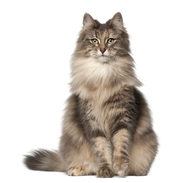 Skogkatt Skogkatt