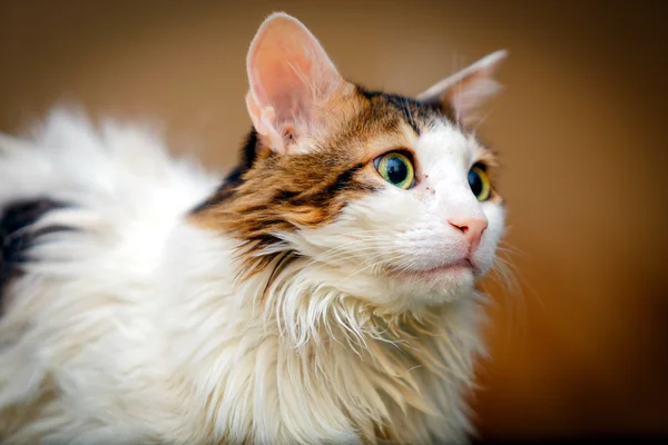 Skogkatt Skogkatt
