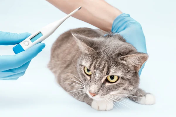 Prise de température chat Panleucopénie