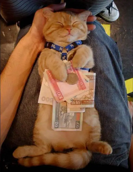 Chat riche et heureux