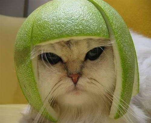 casque original pour chat