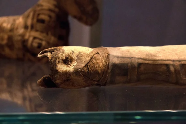 Chat momifié dans l'Égypte antique