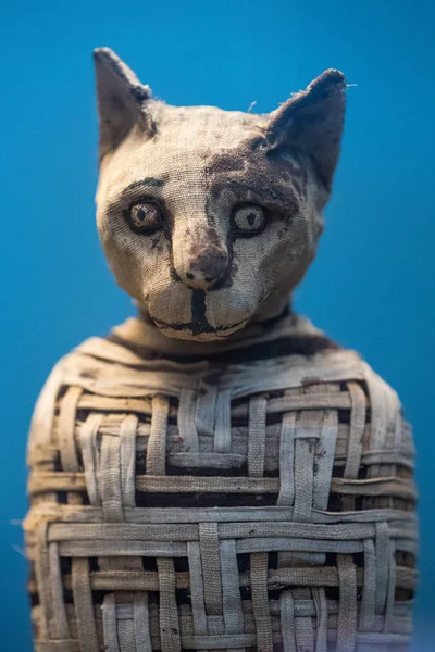 Momie de chat datant de l’Égypte antique