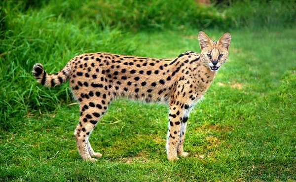 Le chat serval, chat qui a vécu dans l'Égypte antique 