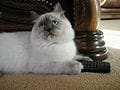 ragdoll