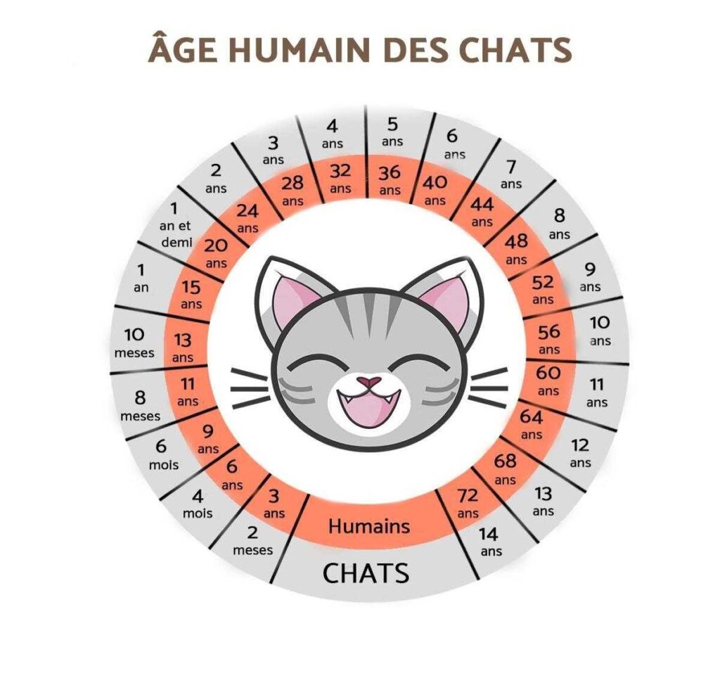 Conversion en âge humain