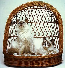 Ragdoll