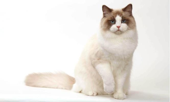 ragdoll