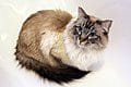 Ragdoll seal tabby colourpoint