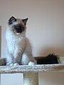 ragdoll